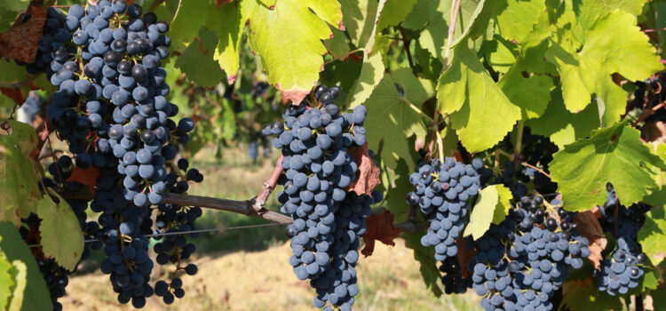 Iniziata la raccolta delle uve Pinot Nero e Chardonnay, tra qualche giorno inizierà la raccolta delle uve Moscato