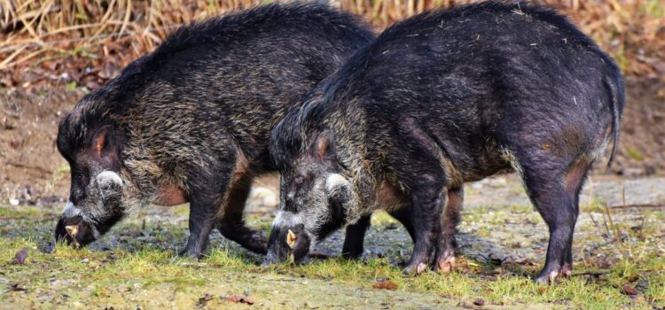 Fauna selvatica: cinghiali del Piemonte