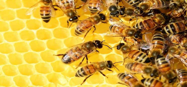 “La giornata mondiale delle api e le prospettive di sviluppo dell’apicoltura”: incontro Regione Piemonte a Stupinigi